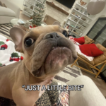 A Heartwarming Tale of a Rescue Dog Eating His First Strawberry